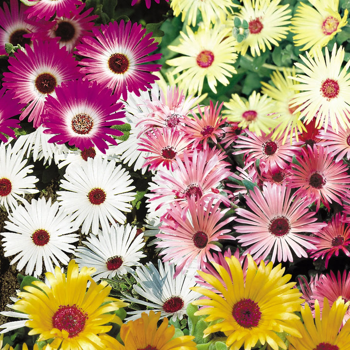 Mesembryanthemum Mixed 6 Pack x 2 (12 Plants)
