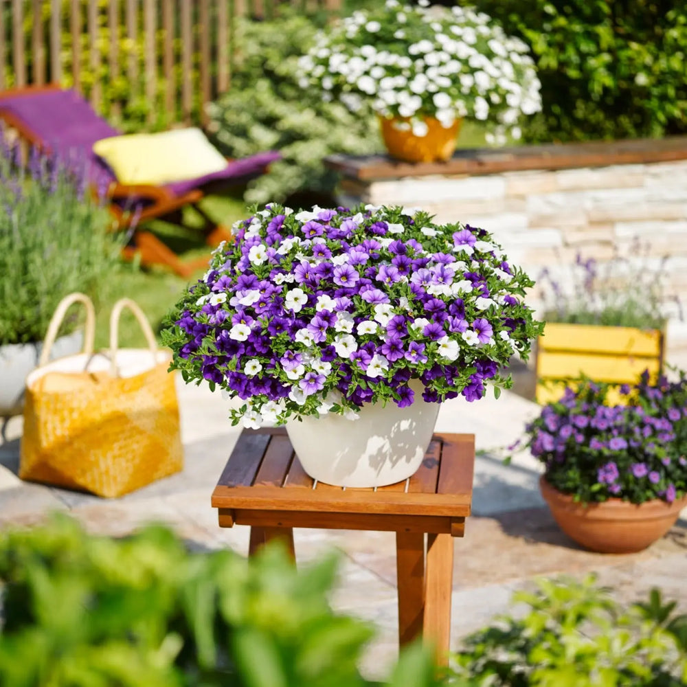 MixMasters Calibrachoa Cabaret Voltaire 1L Pot x 2 plants by post