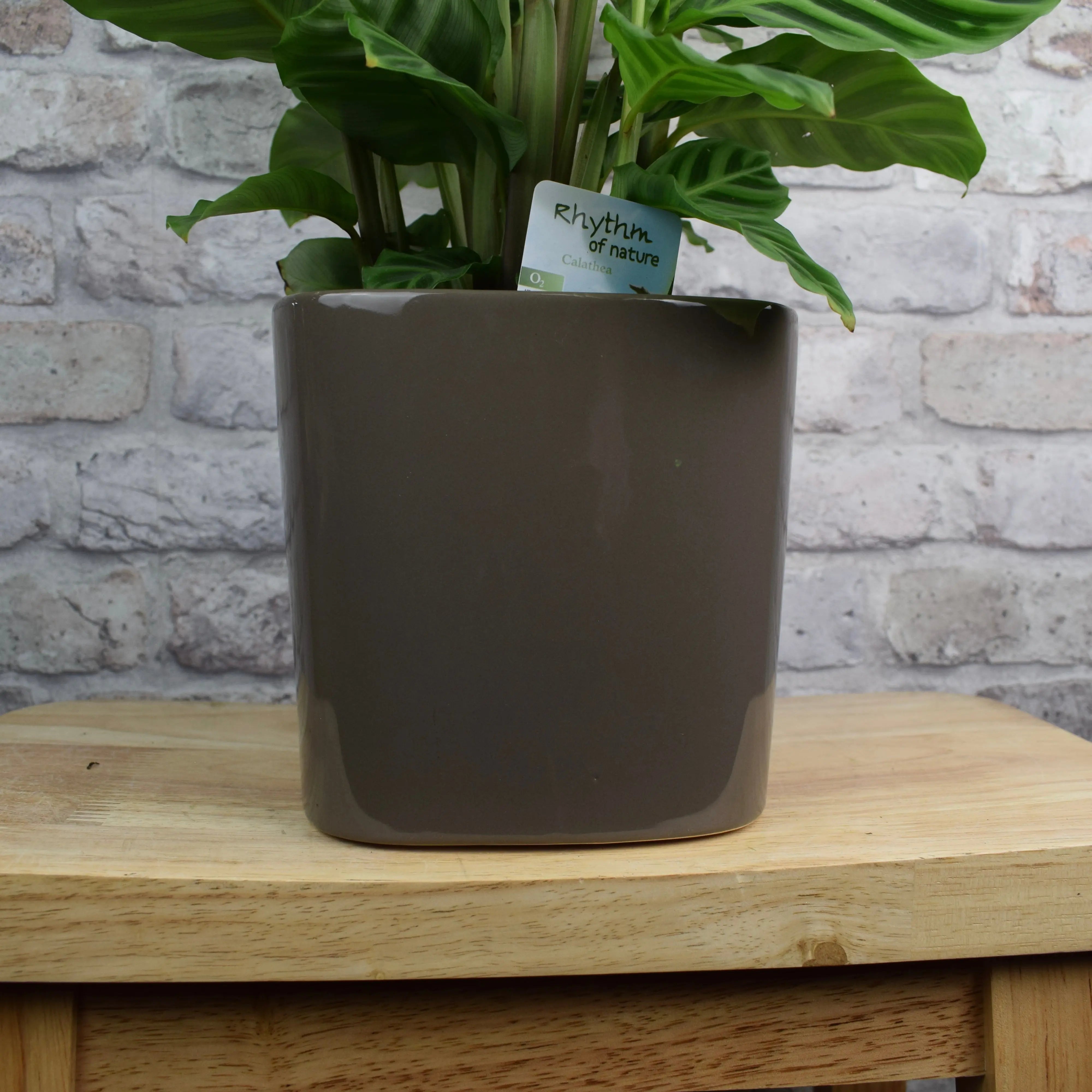 16cm Modern Square Mocha Glazed Ceramic Plant Pot - Plants By Post