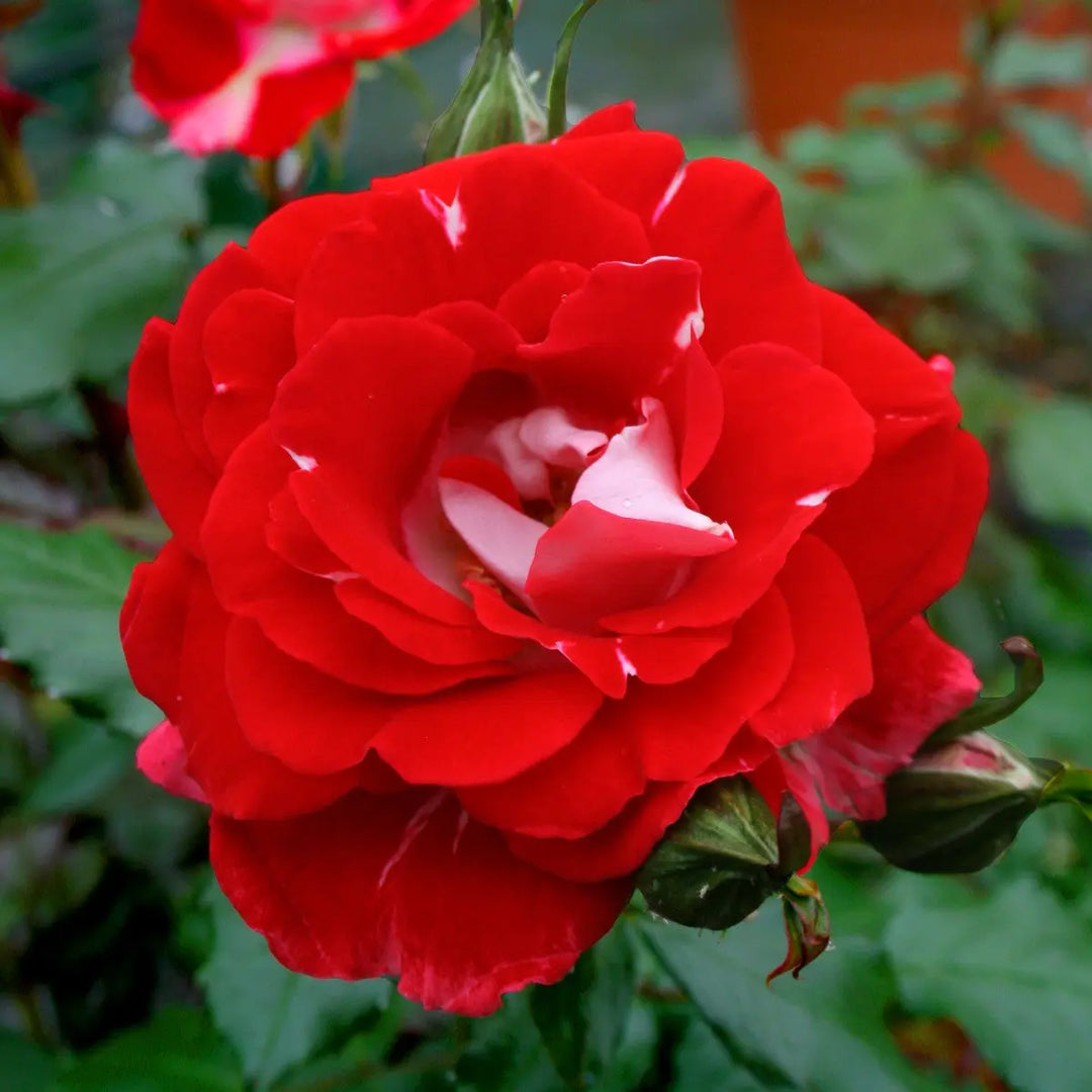 Rose My Mum Bush 5.5L