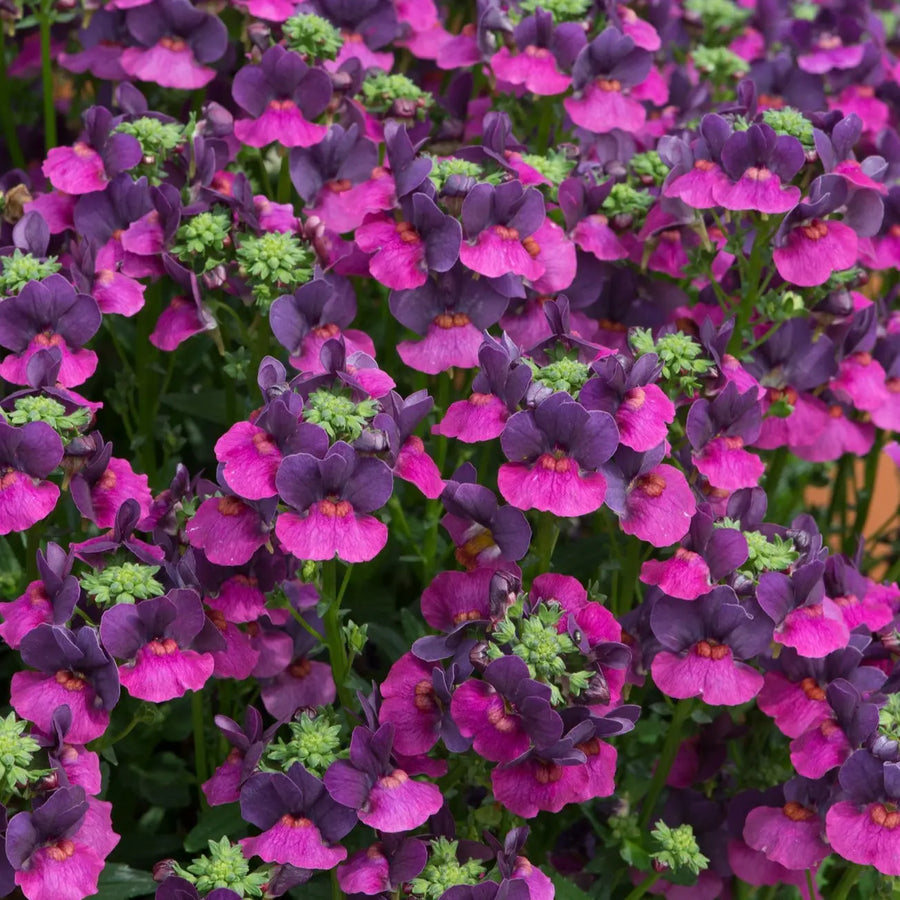 Nemesia Lady Lisa 9cm In Recyclable Pots x 3 Plants