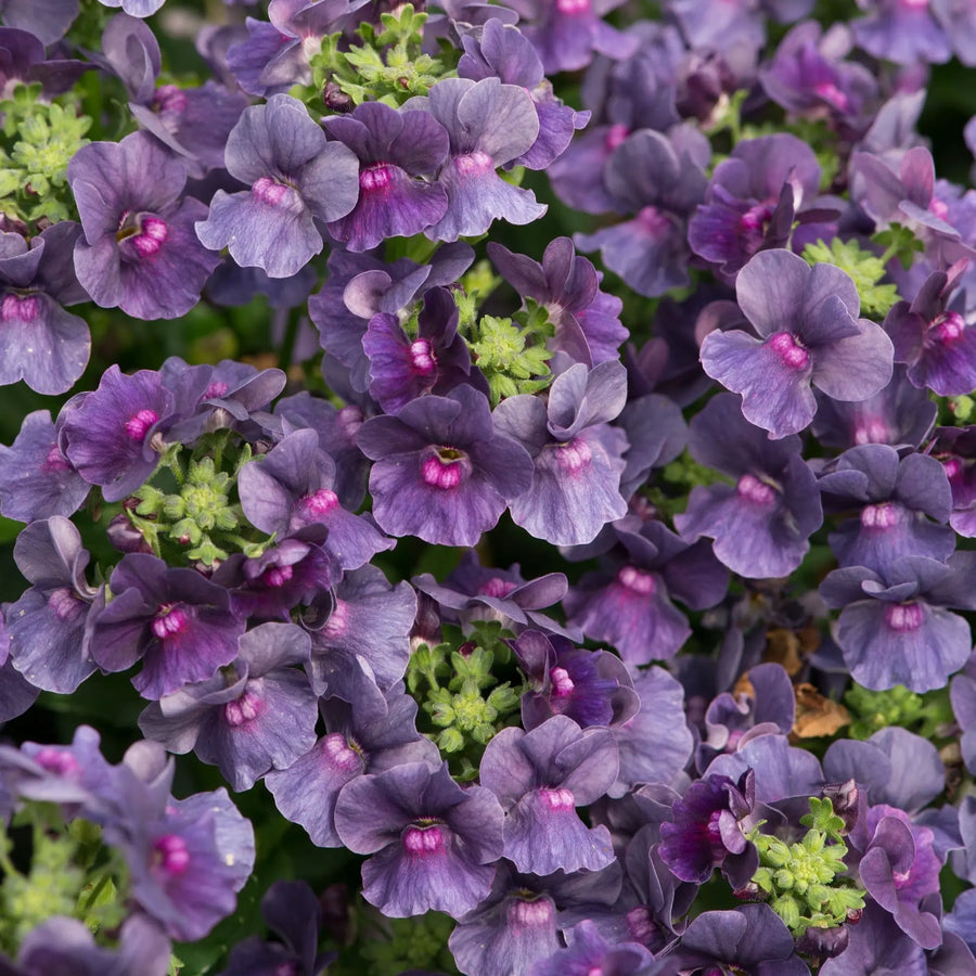 Nemesia Lady Anne 9cm In Recyclable Pots x 3 Plants