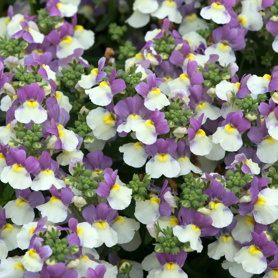 Nemesia Lady Kate 9cm In Recyclable Pots x 3 Plants