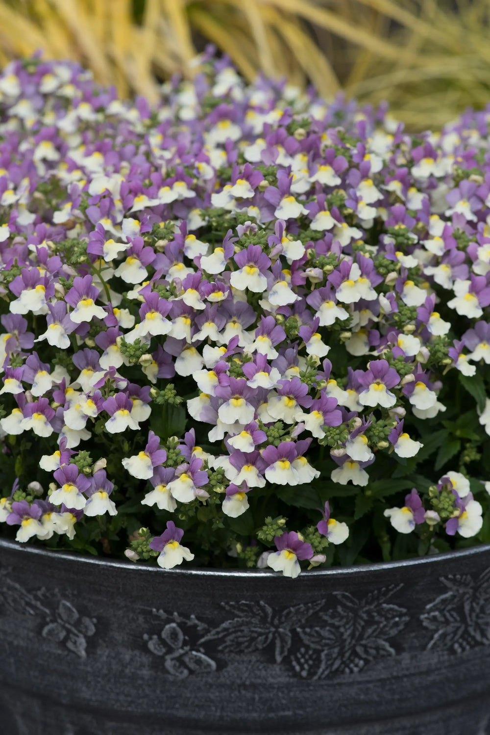 Nemesia Lady Kate 9cm In Recyclable Pots x 3 Plants