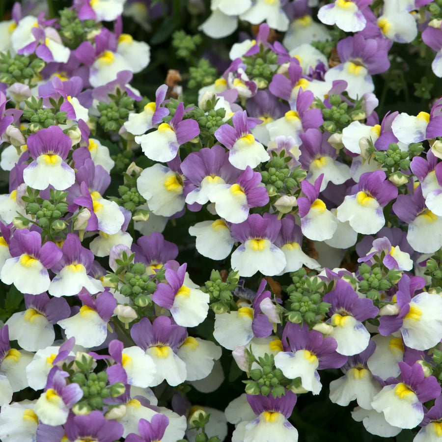 Nemesia Lady Kate 1L Pot x 2 plants by post