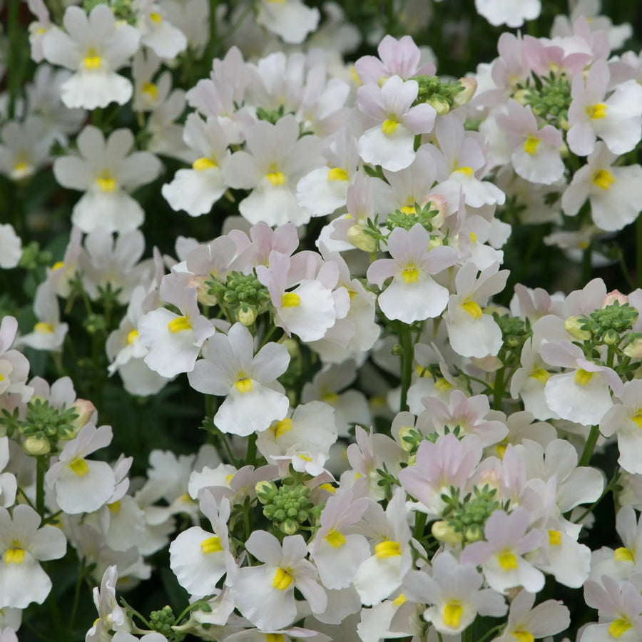 Nemesia Wisley Vanilla 9cm In Recyclable Pots x 3 Plants