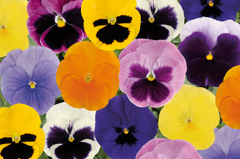 Pansy Mixed 6 pack x 2 (12 Plants)