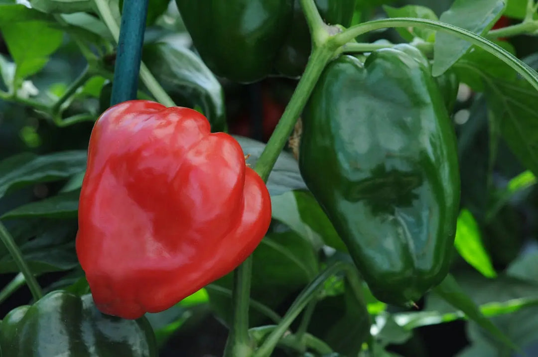 Pepper Redskin 9cm Pots x 3 plants by post