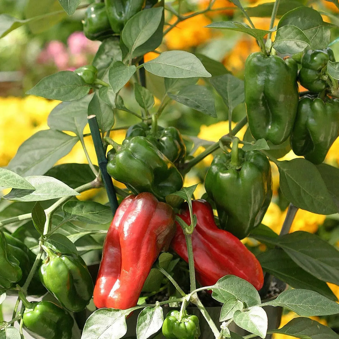 Pepper Redskin 9cm Pots x 3 plants by post