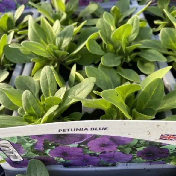 Petunia Blue 6 Pack x 2 (12 Plants)