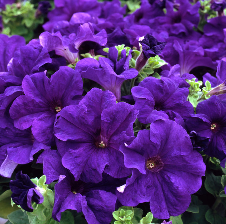 Petunia Surfinia Blue 9cm In Recyclable Pots x 3 Plants