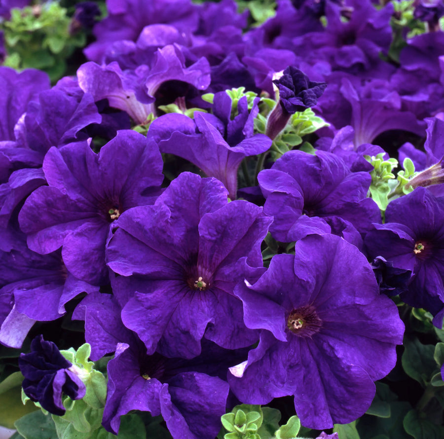 Petunia Surfinia Blue 9cm In Recyclable Pots x 3 Plants