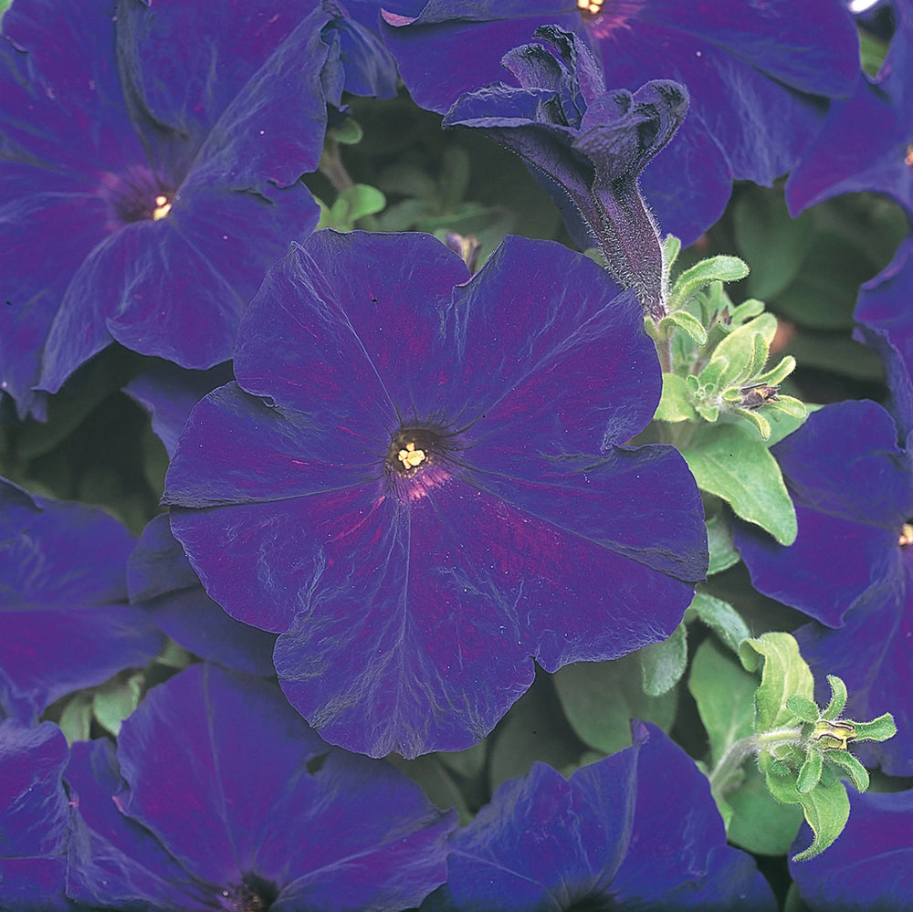 Petunia Surfinia Blue 9cm In Recyclable Pots x 3 Plants