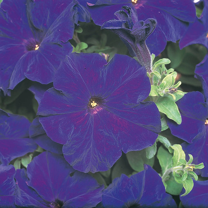 Petunia Surfinia Blue 9cm In Recyclable Pots x 3 Plants