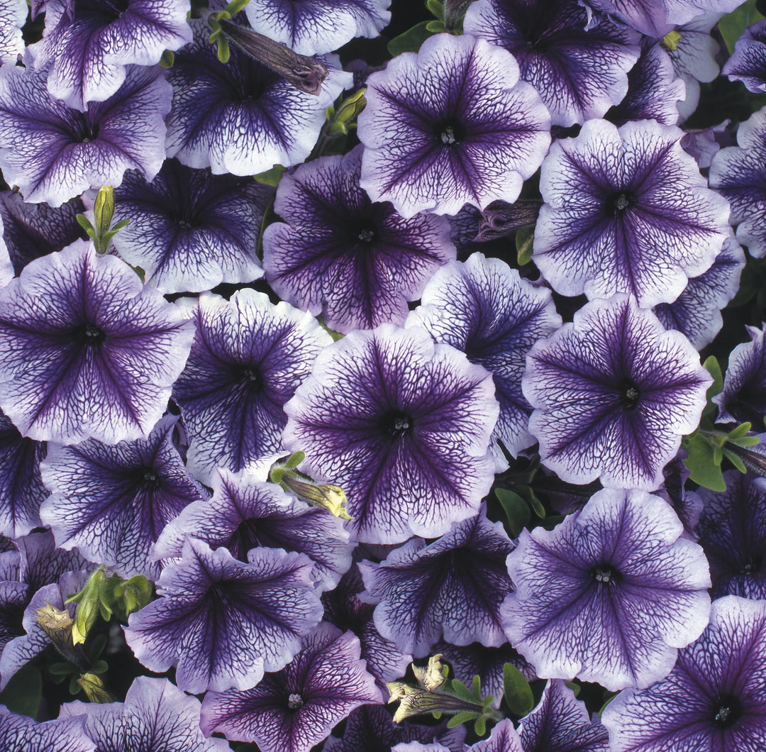 Petunia Surfinia Blue Vein 9cm In Recyclable Pots x 3 Plants
