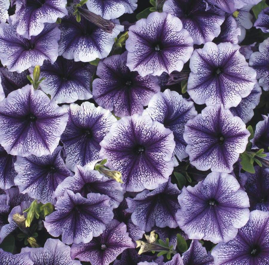 Petunia Surfinia Blue Vein 9cm In Recyclable Pots x 3 Plants