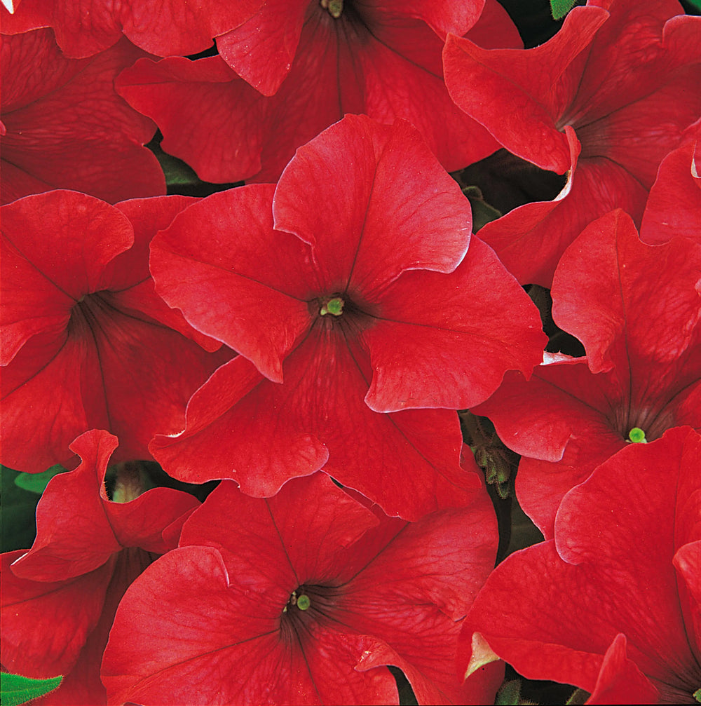 Petunia Surfinia Deep Red 9cm In Recyclable Pots x 3 Plants