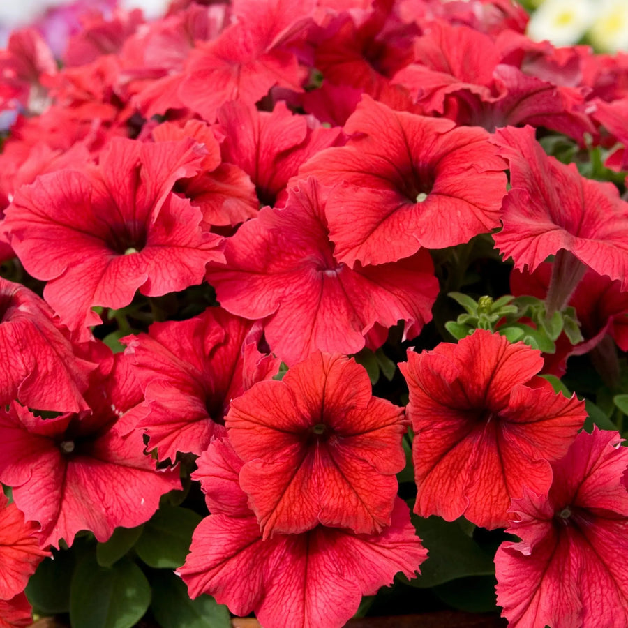 Petunia Surfinia Deep Red 9cm In Recyclable Pots x 3 Plants