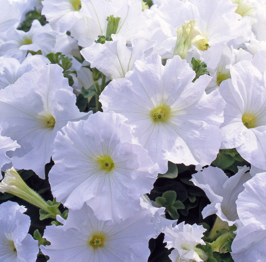 Petunia Surfinia White 9cm In Recyclable Pots x 3 Plants