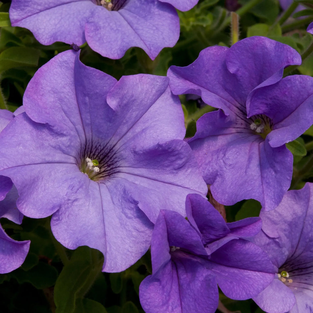 Petunia Surfinia Heavenly Blue 9cm In Recyclable Pots x 3 Plants