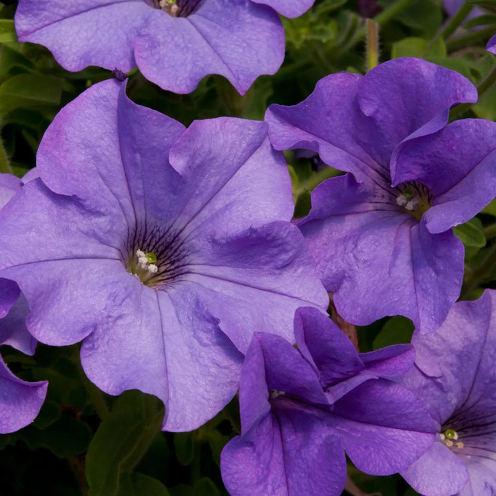 Petunia Surfinia Heavenly Blue 9cm In Recyclable Pots x 3 Plants
