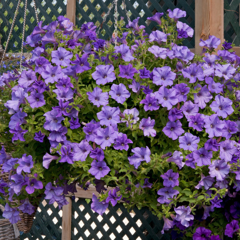 Petunia Surfinia Heavenly Blue 9cm In Recyclable Pots x 3 Plants