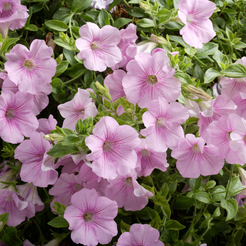 Petunia Surfinia Sweet Pink 9cm In Recyclable Pots x 3 Plants