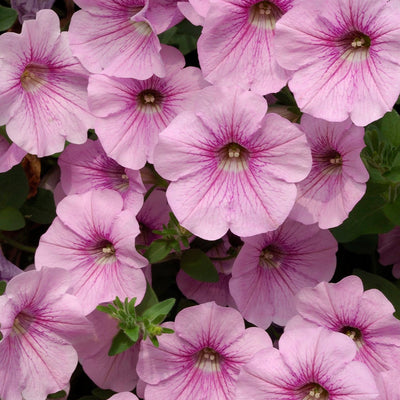 Petunia Surfinia Sweet Pink 9cm In Recyclable Pots x 3 Plants
