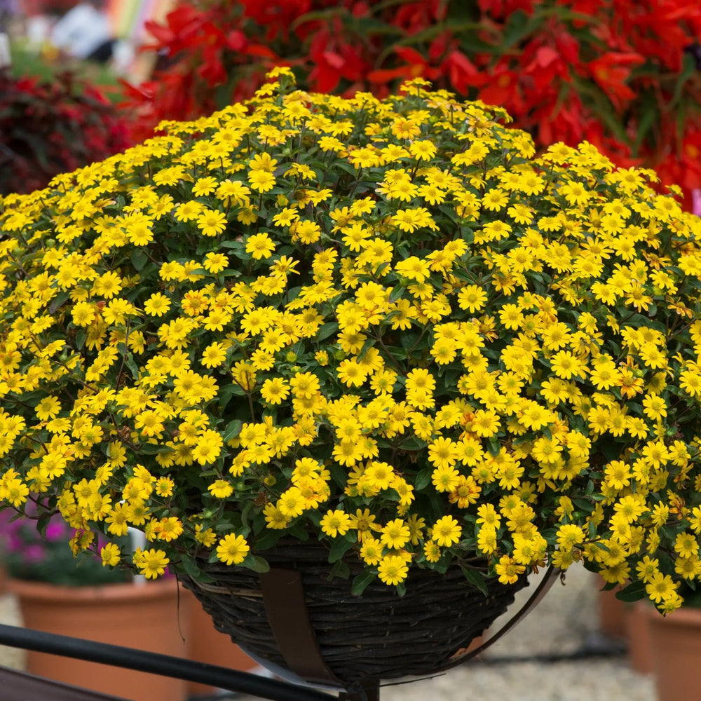 Sanvitalia Compact 9cm In Recyclable Pots x 3 Plants