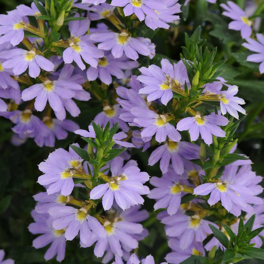 Scaevola Blue 9cm In Recyclable Pots x 3 Plants