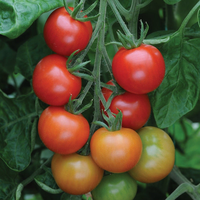 Tomato Gardeners Delight 9cm Pots x 3