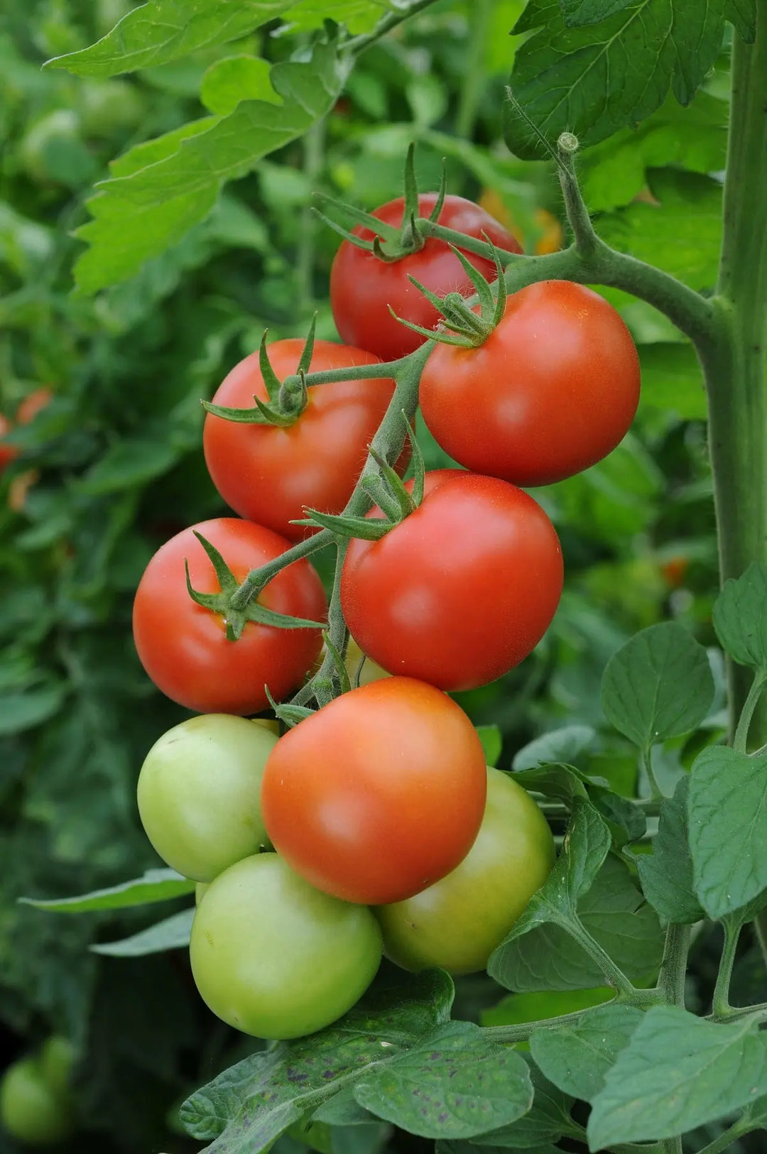Tomato Moneymaker 9cm Pots X 3