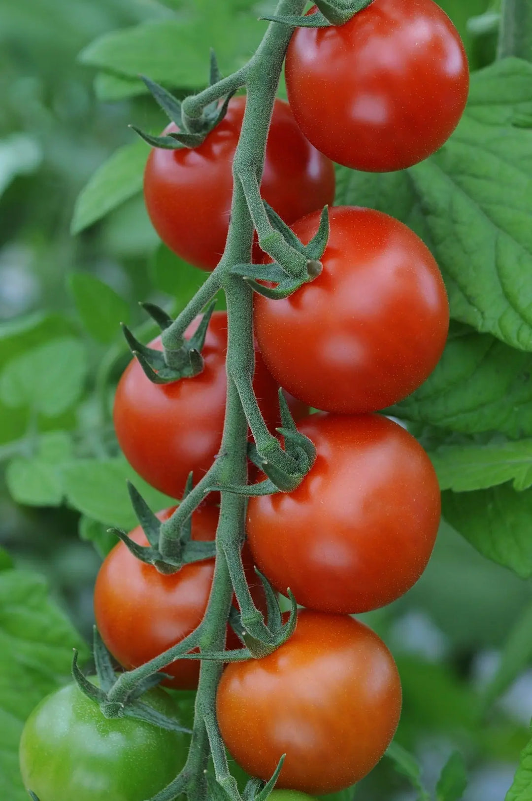 Tomato Moneymaker 9cm Pots X 3 plants by post