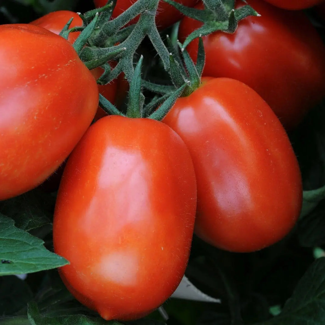 Tomato Roma 9cm Pots X 3