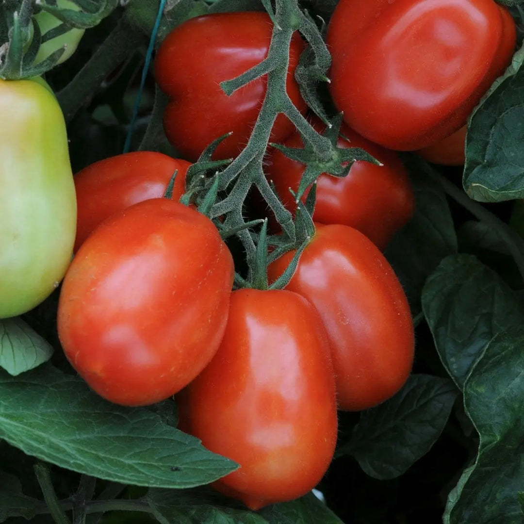 Tomato Roma 9cm Pots X 3