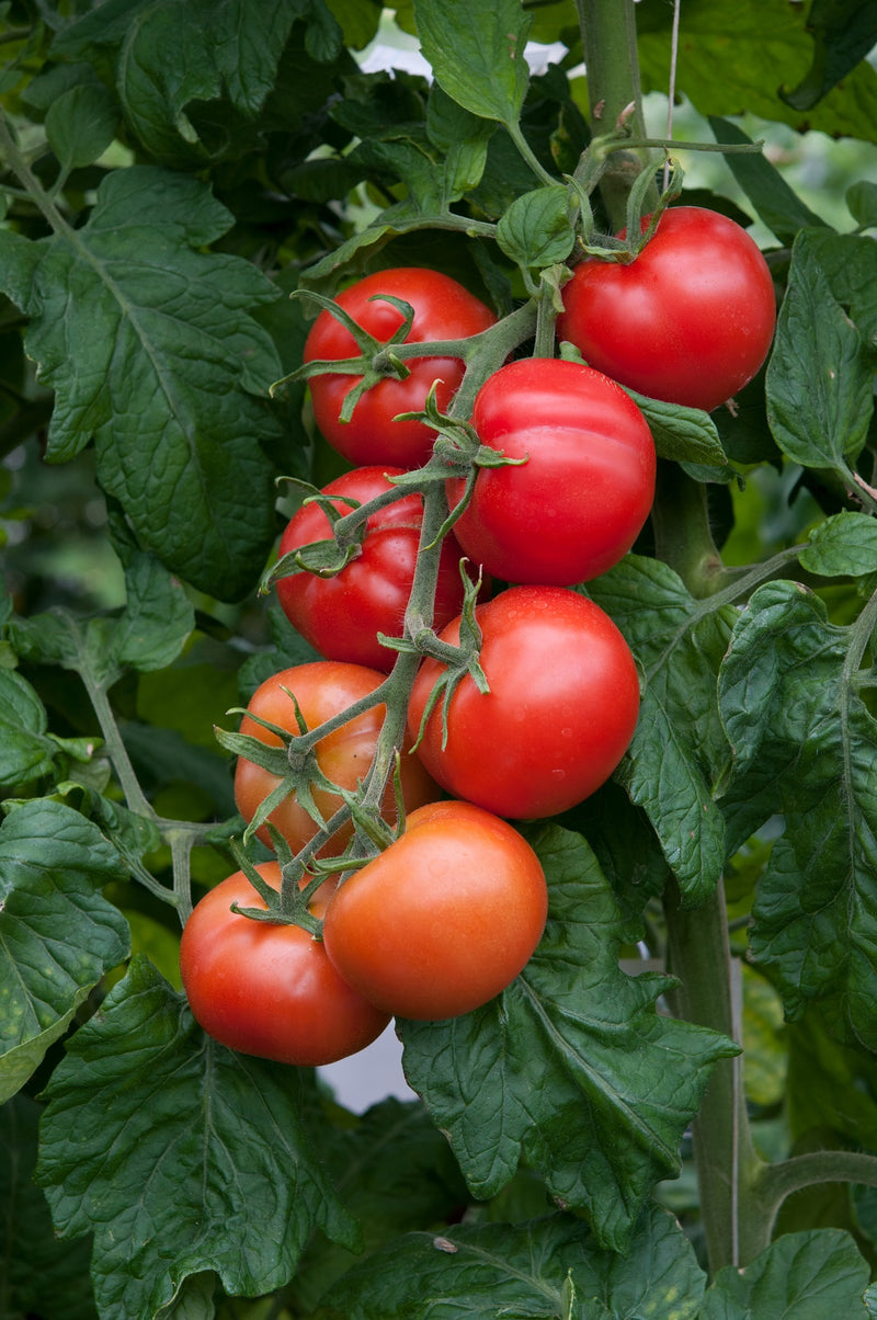 Tomato Shirley 9cm Pots X 3