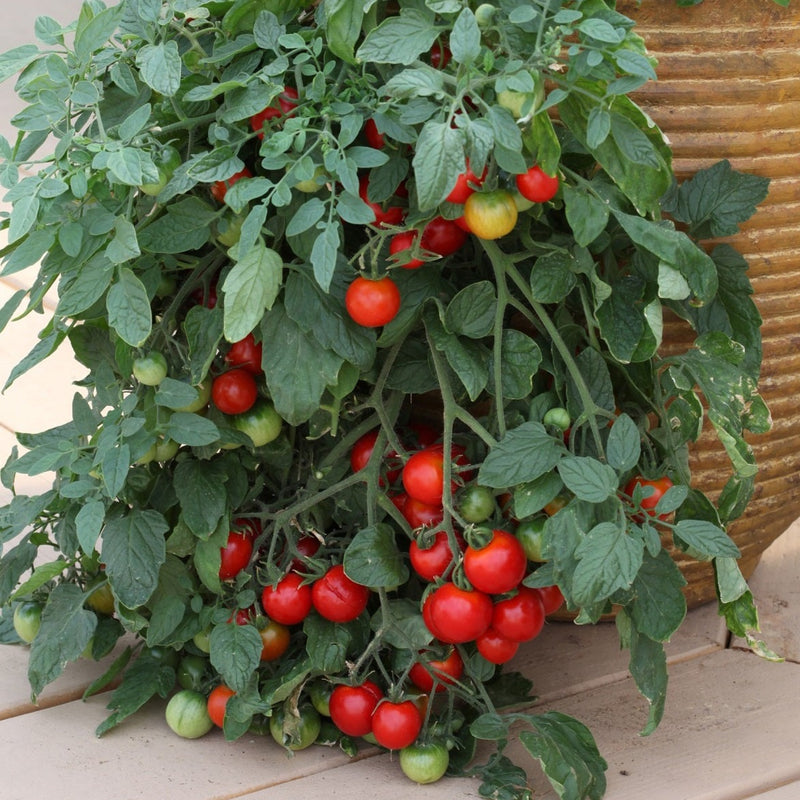 Tomato Tumbling Tom Red 9cm Pots X 3