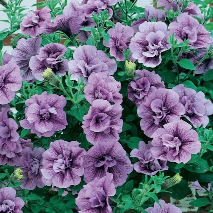 Petunia Tumbelina Priscilla 9cm In Recyclable Pots x 3 Plants