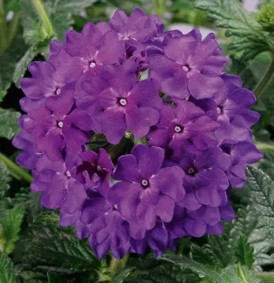 Verbena Lanai Blue Denim 9cm In Recyclable Pots x 3 Plants