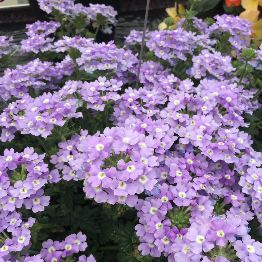 Verbena Lanai Blue Eyes 9cm In Recyclable Pots x 3 Plants plants by post