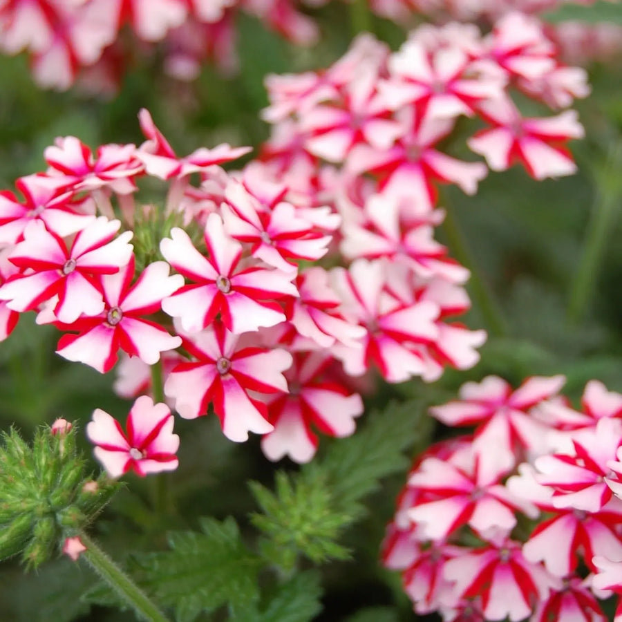 Verbena Lanai Candy Cane 9cm In Recyclable Pots x 3 Plants