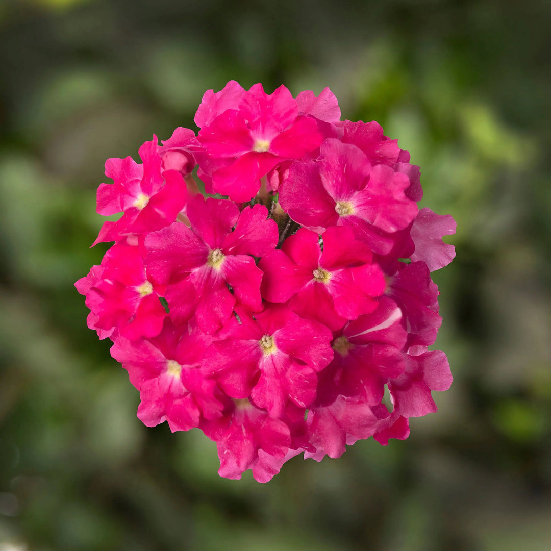 Products Verbena Lanai Deep Pink 9cm In Recyclable Pots x 3 Plants