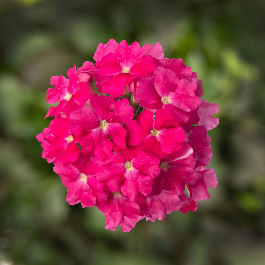 Products Verbena Lanai Deep Pink 9cm In Recyclable Pots x 3 Plants