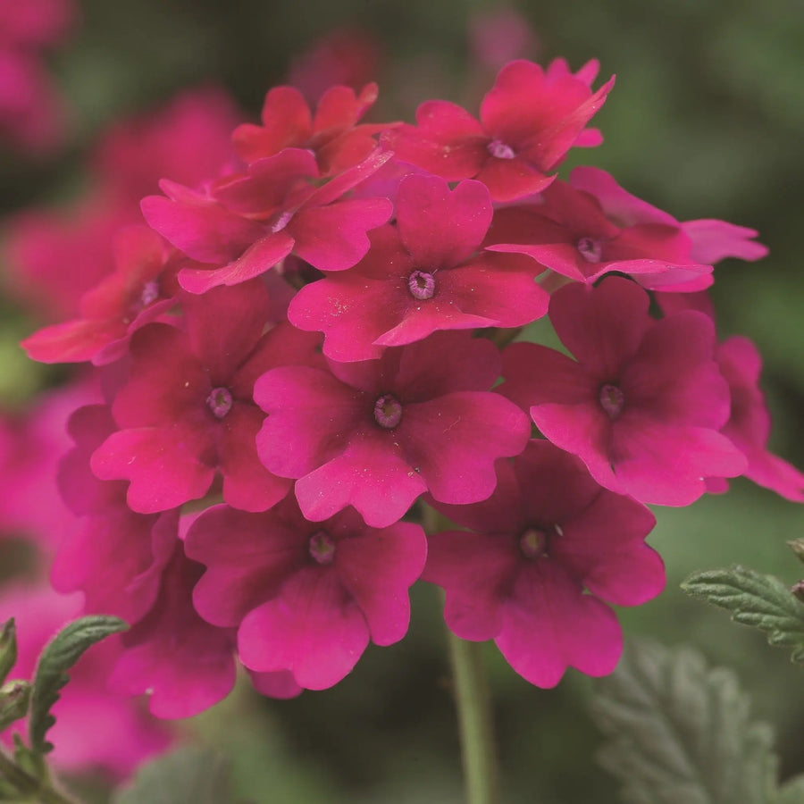 Verbena Lanai Raspberry 9cm In Recyclable Pots x 3 Plants plants by post
