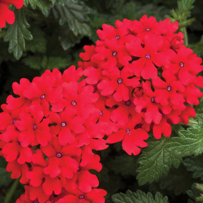 Verbena Lanai Red 9cm In Recyclable Pots x 3 Plants