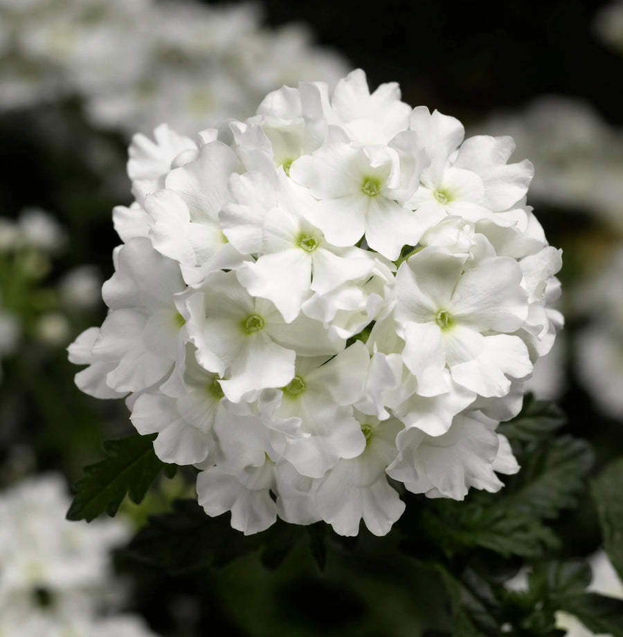 Verbena Lanai White 9cm In Recyclable Pots x 3 Plants