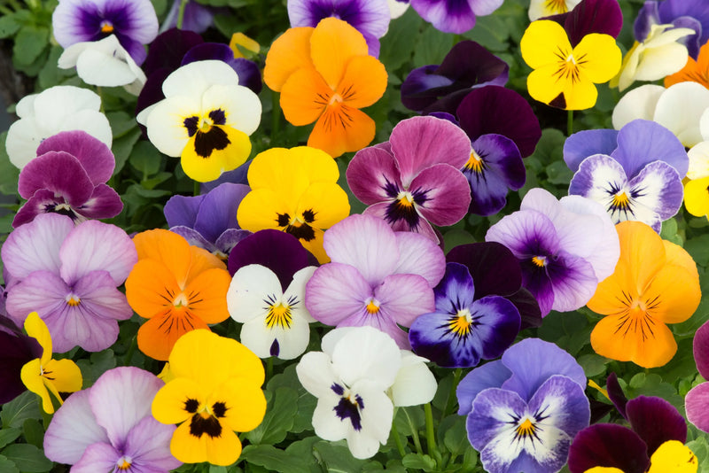 Viola Mixed 2 x 6 packs