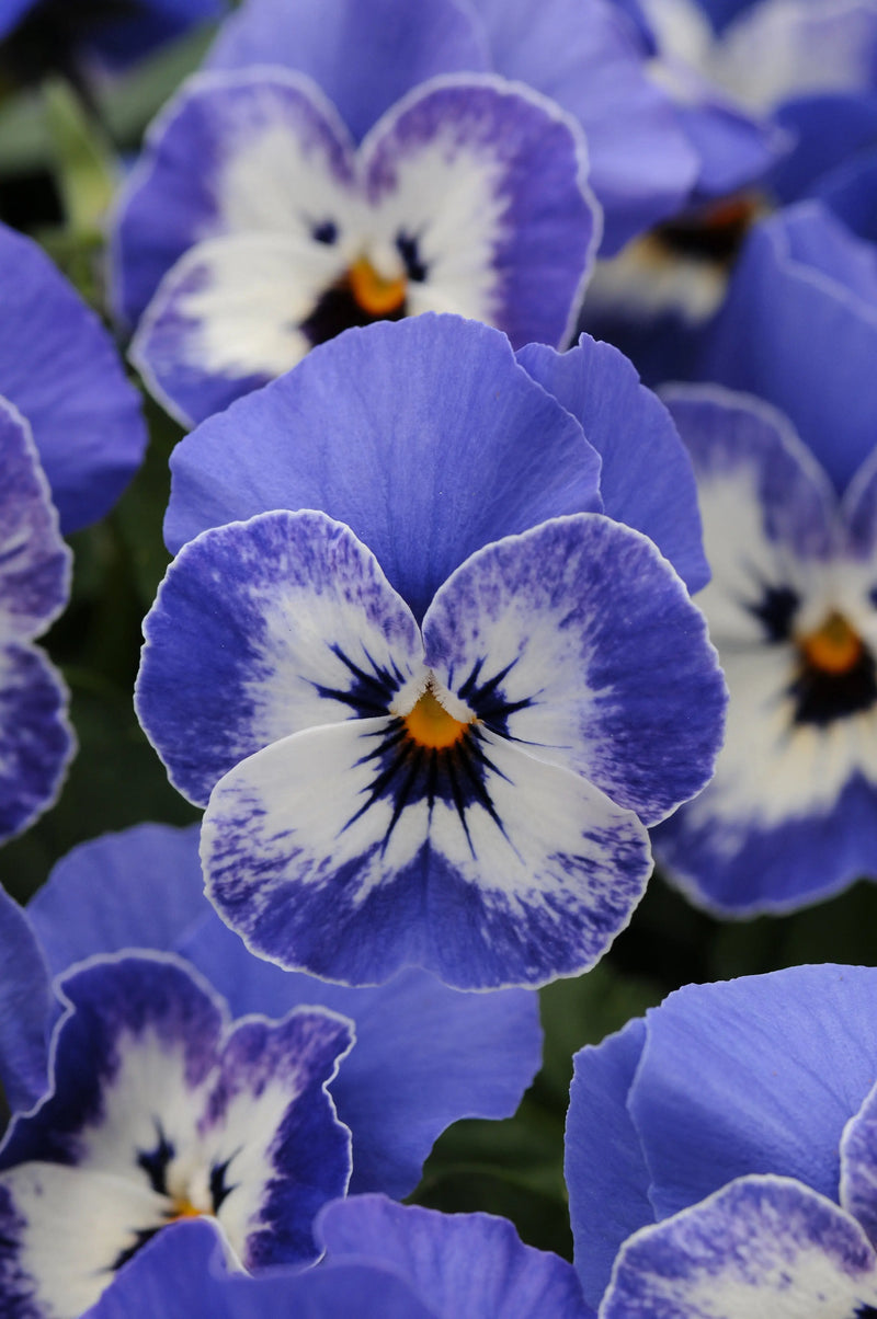 Viola Delft Blue 6 Pack x 2(12 Plants)
