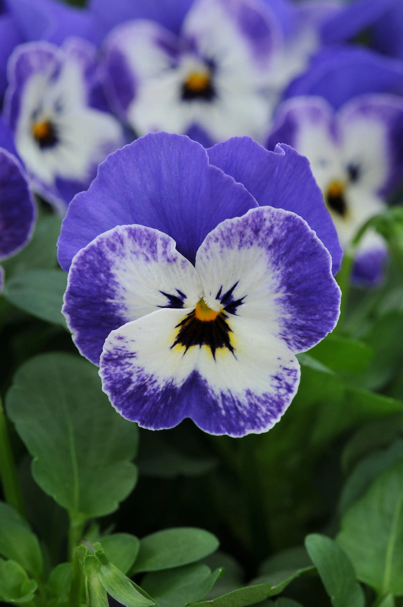Viola Delft Blue 6 Pack x 2(12 Plants)