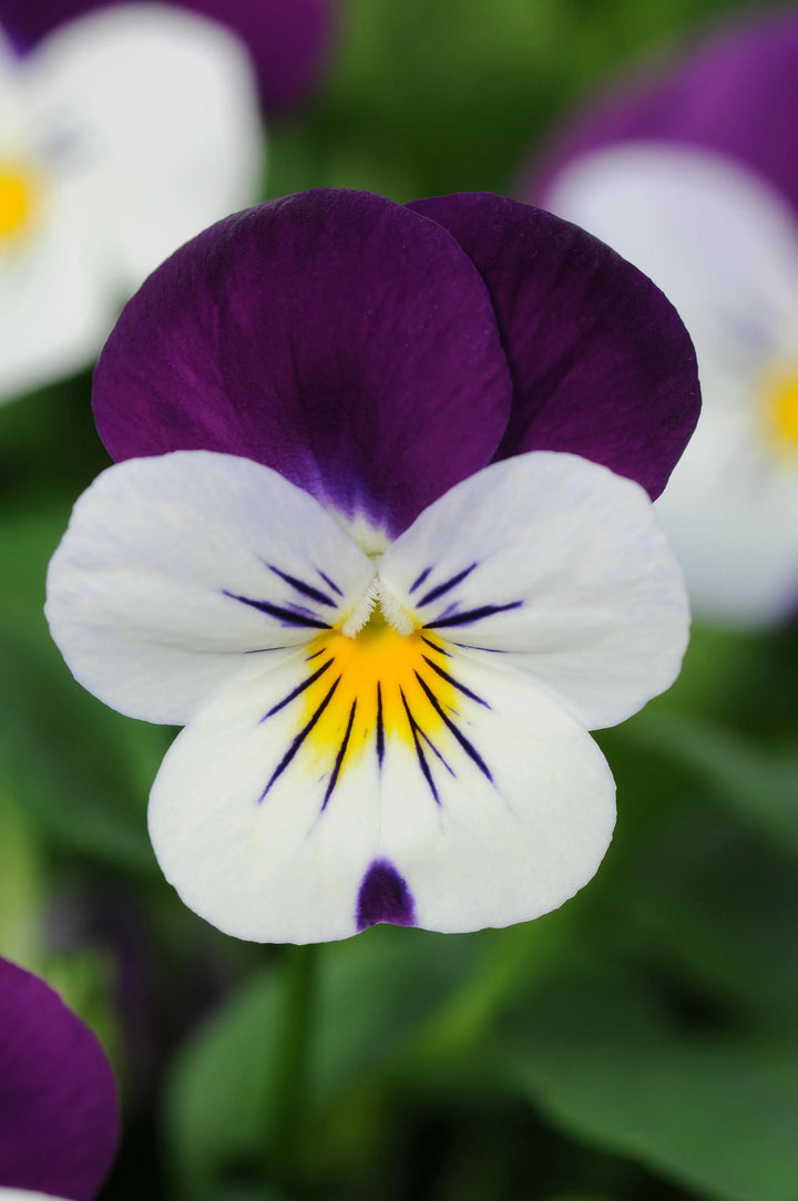 Viola White Jump Up 6 Pack x 2 (12 Plants) plants by post